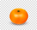 Single citrus fruit mandarin or tangerine without leaves on a white background. Realistic Vector Illustration Royalty Free Stock Photo