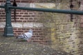 City pigeon against a brick wall background