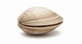 A single fresh clam, its ridged beige shell slightly ajar, casting a soft shadow on a clean white background, perfect for seafood Royalty Free Stock Photo