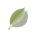 A single, clean, and smooth green leaf is captured in a top-down view, casting a soft shadow on a pure white background. The leaf Royalty Free Stock Photo