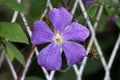 Single Clematis or Leather flower perennial vine plant open purple flower with leathery petals and yellow center growing between Royalty Free Stock Photo