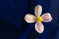 Single clematis montana flower against deep blue background