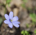 Single close up blooming blue liverwort or kidneywort flower Anemone hepatica or Hepatica nobilis on dirt background