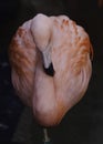 Single close-up of a bright colorful American Flamingo