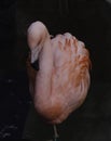 Single close-up of a bright colorful American Flamingo