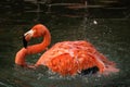 Single close-up of a bright colorful flamingo shaking feathers in a splash of water drops in a pond Royalty Free Stock Photo