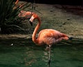 Single close-up of a bright colorful flamingo standing on one leg in a pond looking at camera with tilted head