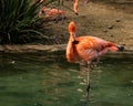 Single close-up of a bright colorful flamingo standing on one leg in a pondgrooming its feathers Royalty Free Stock Photo