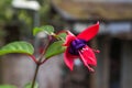 A single close up detailed fuchsia flower