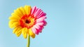 Close up gerbera daisy blends yellow and pink against clear sky background Royalty Free Stock Photo