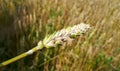 Single close up image of wheat crop ripping pod