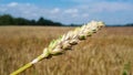 Single close up image of wheat crop ripping pod