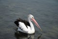 A single close up view of pelican