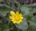 Single close up yellow marsh marigold spring flower selective focus, blurry soft background Royalty Free Stock Photo