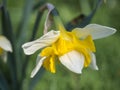 Single close up yellow and white Daffodil flower Narcissus selective focus, blurry green bokeh background Royalty Free Stock Photo