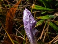 Single closed autumn crocus covered with water drops Royalty Free Stock Photo