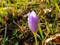 Single closed autumn crocus covered with water drops Royalty Free Stock Photo