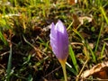 Single closed autumn crocus covered with water drops Royalty Free Stock Photo