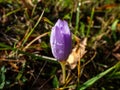 Single closed autumn crocus covered with water drops Royalty Free Stock Photo