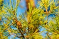 Single closed brown Lodgepole Pinecone on pine branch with green needles in forest of mountains