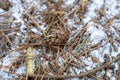 Single closed pine cone on the snowy ground