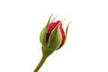 a single closed red rose on a white background Royalty Free Stock Photo