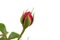 a single closed red rose on a white background Royalty Free Stock Photo