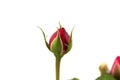 a single closed red rose on a white background Royalty Free Stock Photo