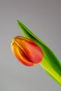 A single closed red tulip