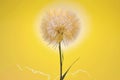 Closeup Dandelion Flower against the Sun