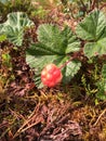 Single cloudberry growing in moss