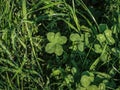Single clover with five leaves Royalty Free Stock Photo