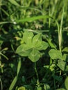 Single clover with five leaves Royalty Free Stock Photo
