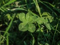 Single clover with five leaves Royalty Free Stock Photo