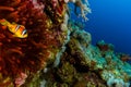 Single Clownfish next to its Red Anemone on a coral reef wall Royalty Free Stock Photo