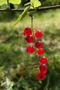 Single cluster of mature Redcurrant berries hanging on a redcurrant shrub in garden