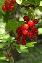Single cluster of mature Redcurrant berries hanging on a redcurrant shrub in garden