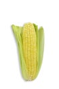 Single cob raw whole organic sweet corn on white isolated background with clipping path. Sweet corn or sugar corn have high Royalty Free Stock Photo