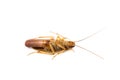 Single Cockroach pregnant