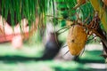 A single coconut fruit hanging on a coconut tree with green blurry soft background Royalty Free Stock Photo