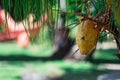 A single coconut fruit hanging on a coconut tree with green blurry soft background Royalty Free Stock Photo