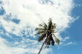 One palm coconut tree on the bringht blue sky cloud background in low angle view. Royalty Free Stock Photo