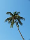 Single Coconut Tree With Clear Blue Sky