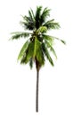 Single coconut tree isolated on white background Royalty Free Stock Photo