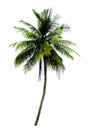 Single coconut tree isolated on white background Royalty Free Stock Photo