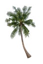 single coconut tree isolated on white background Royalty Free Stock Photo