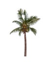 single coconut tree isolated on a white background Royalty Free Stock Photo