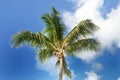 Single Coconut tree with sky