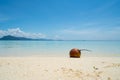 Single coconut wased up on pristine coral sand beach
