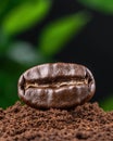 A single coffee bean on coffee grounds. Royalty Free Stock Photo